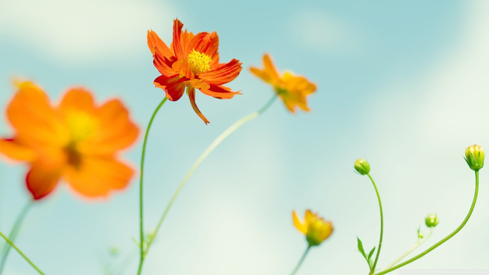 orange petaled flower shallow focus photography of and yellow flowers 2k