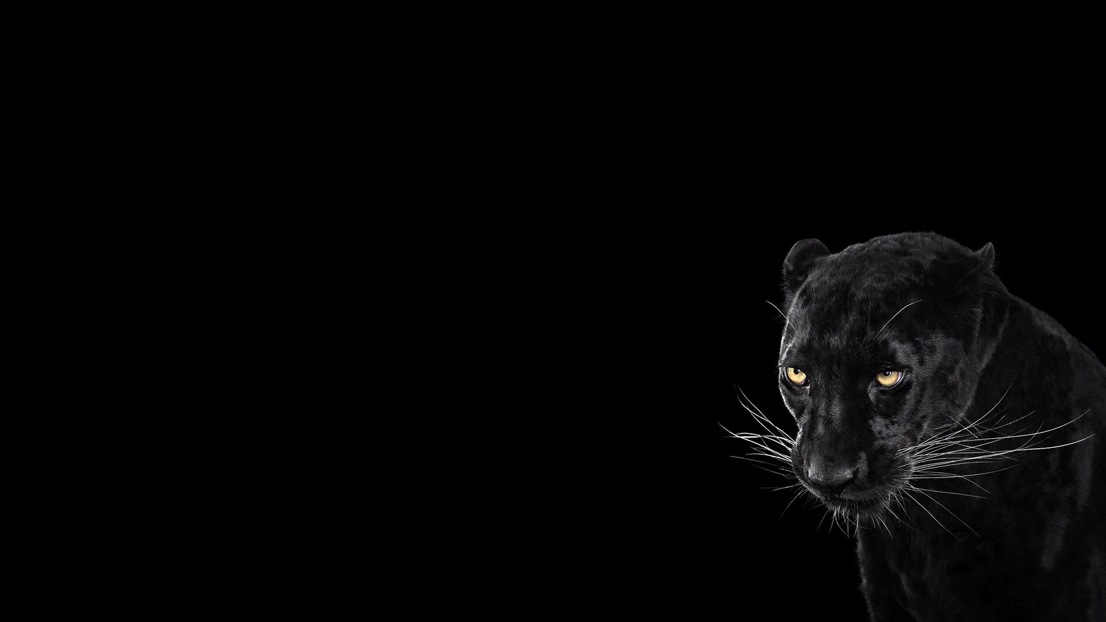 Panther Black Background Cool Animal 2k