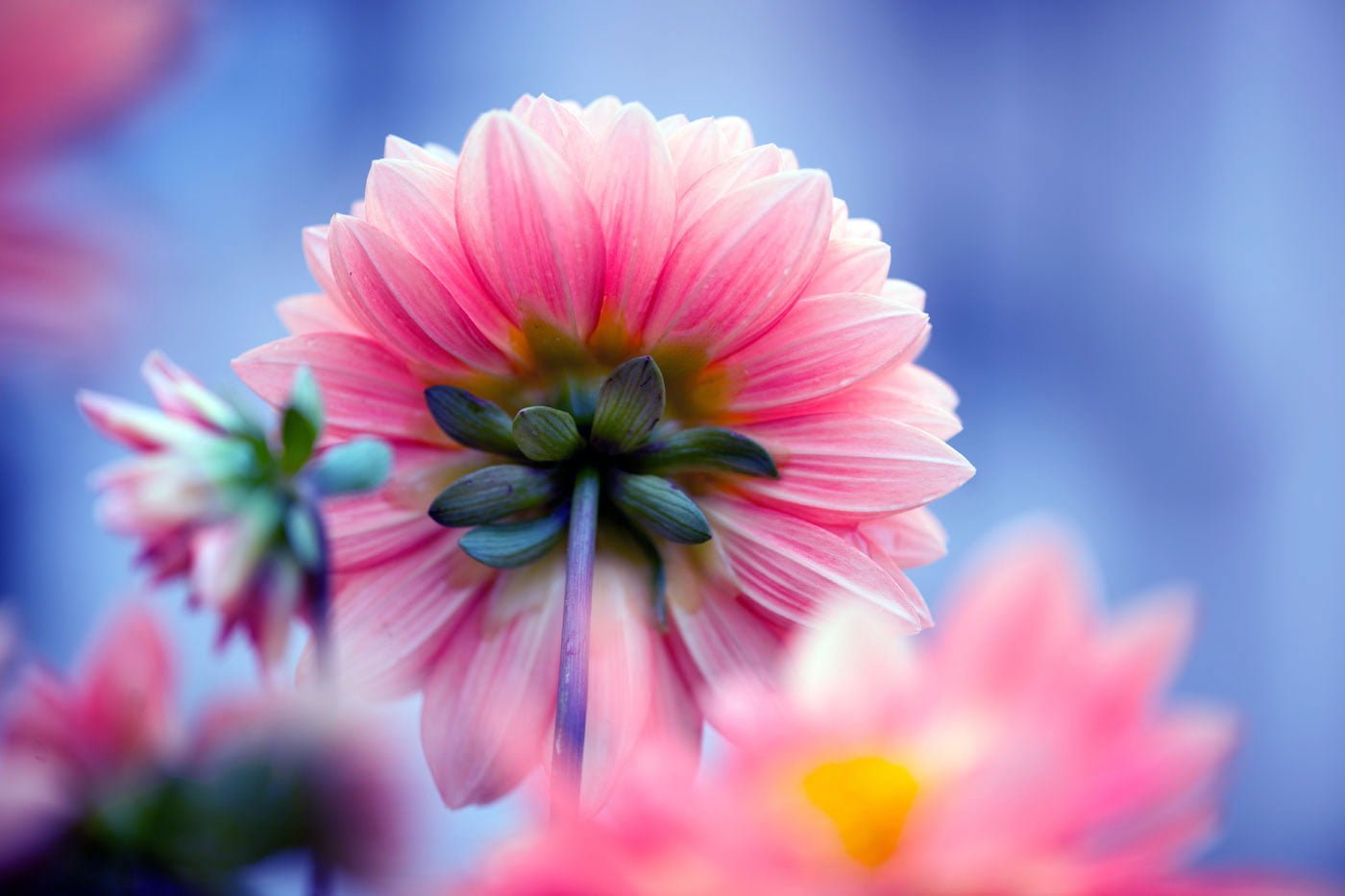 shallow focus photography of pink petal flower Shading Dahlia