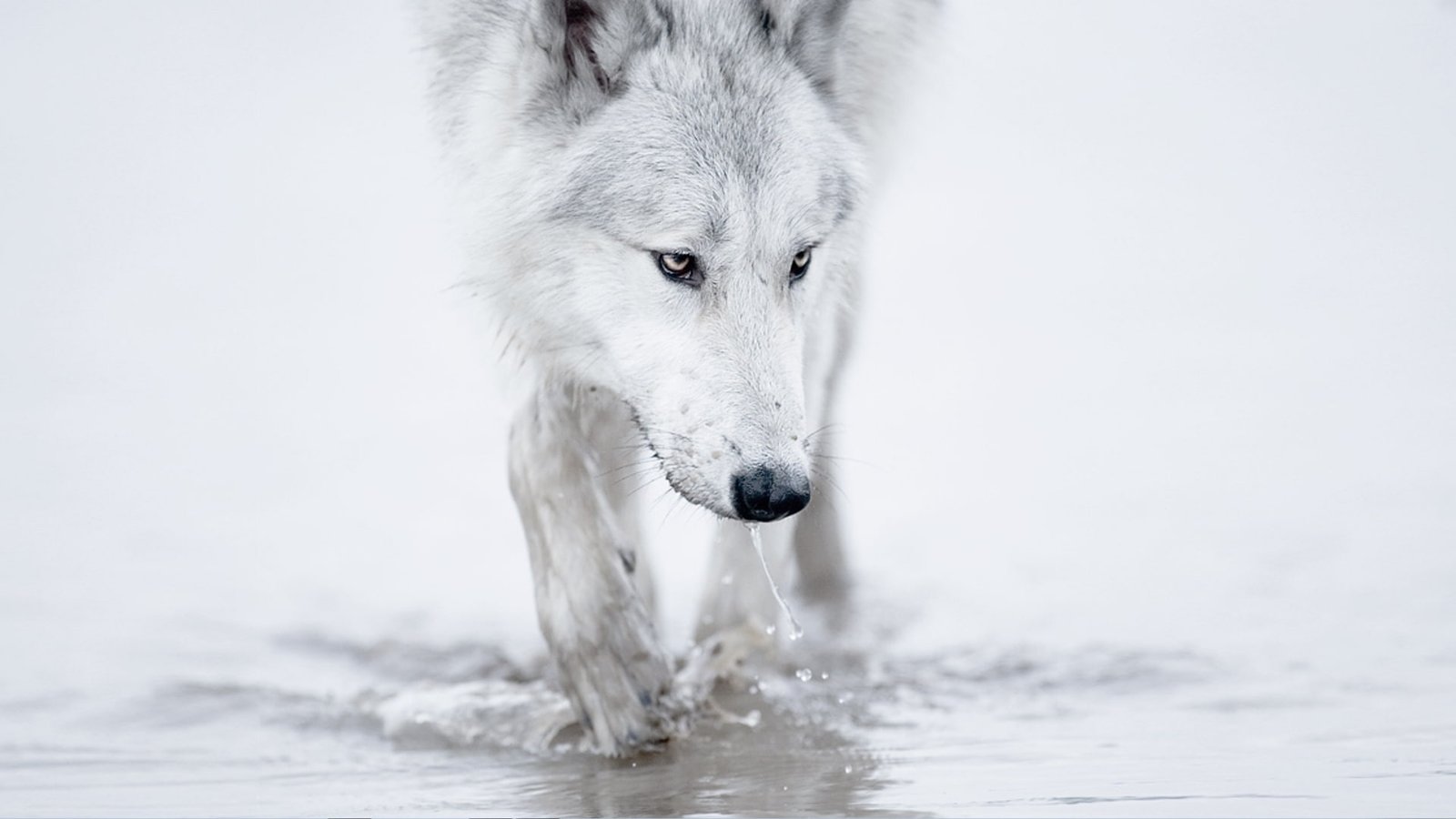 winter snow white wolf arctic Nature Winter HD Art 2k