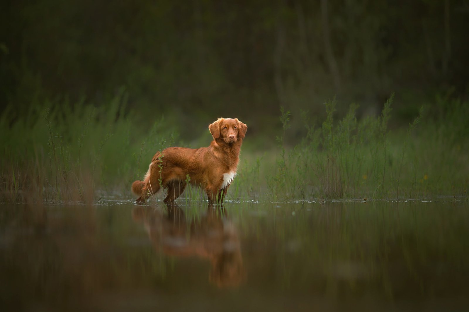 brown and white short coated dog nature water animals depth of field 2k