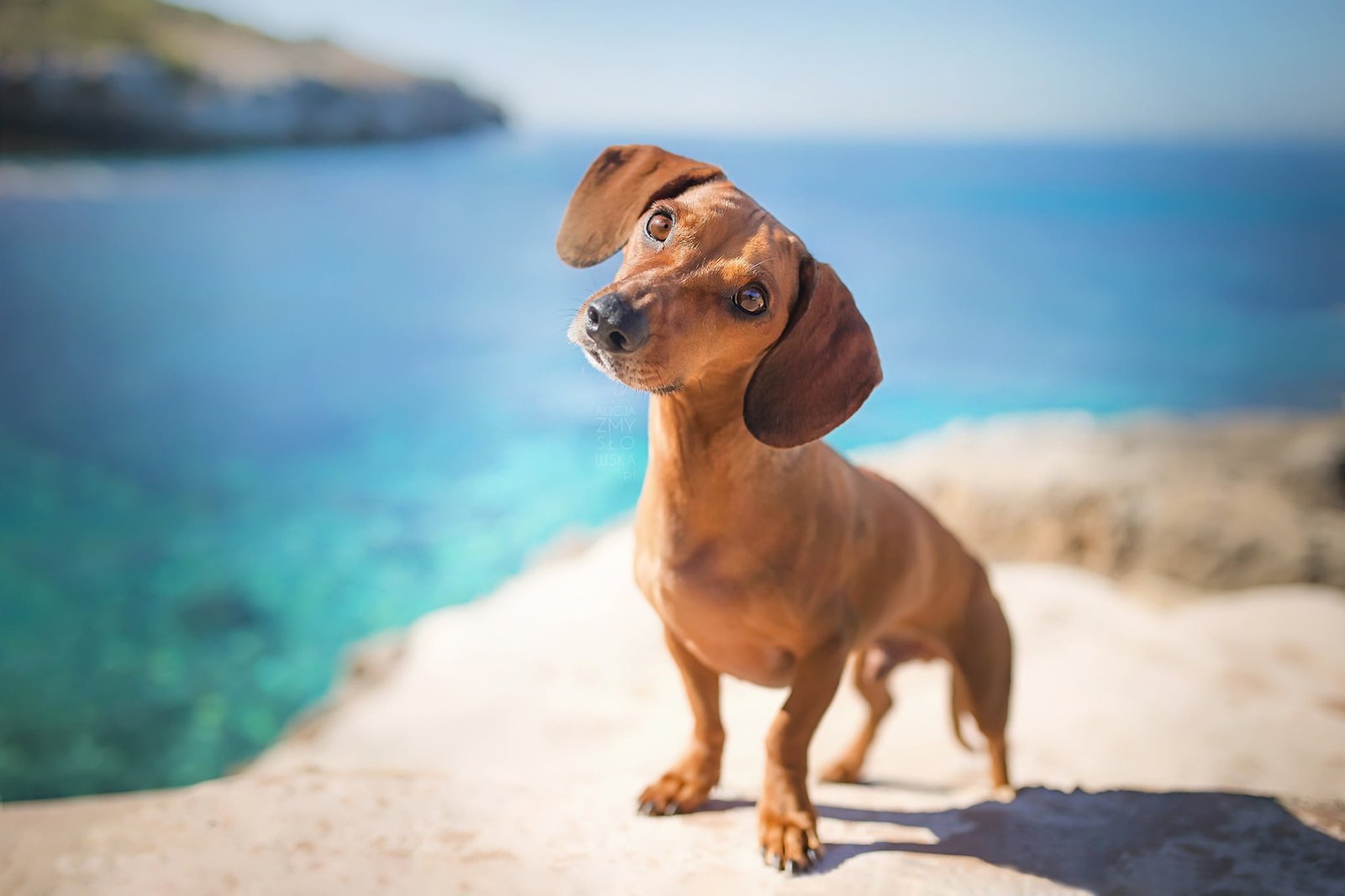 brown and white short coated dog sea blue animals one animal 2k