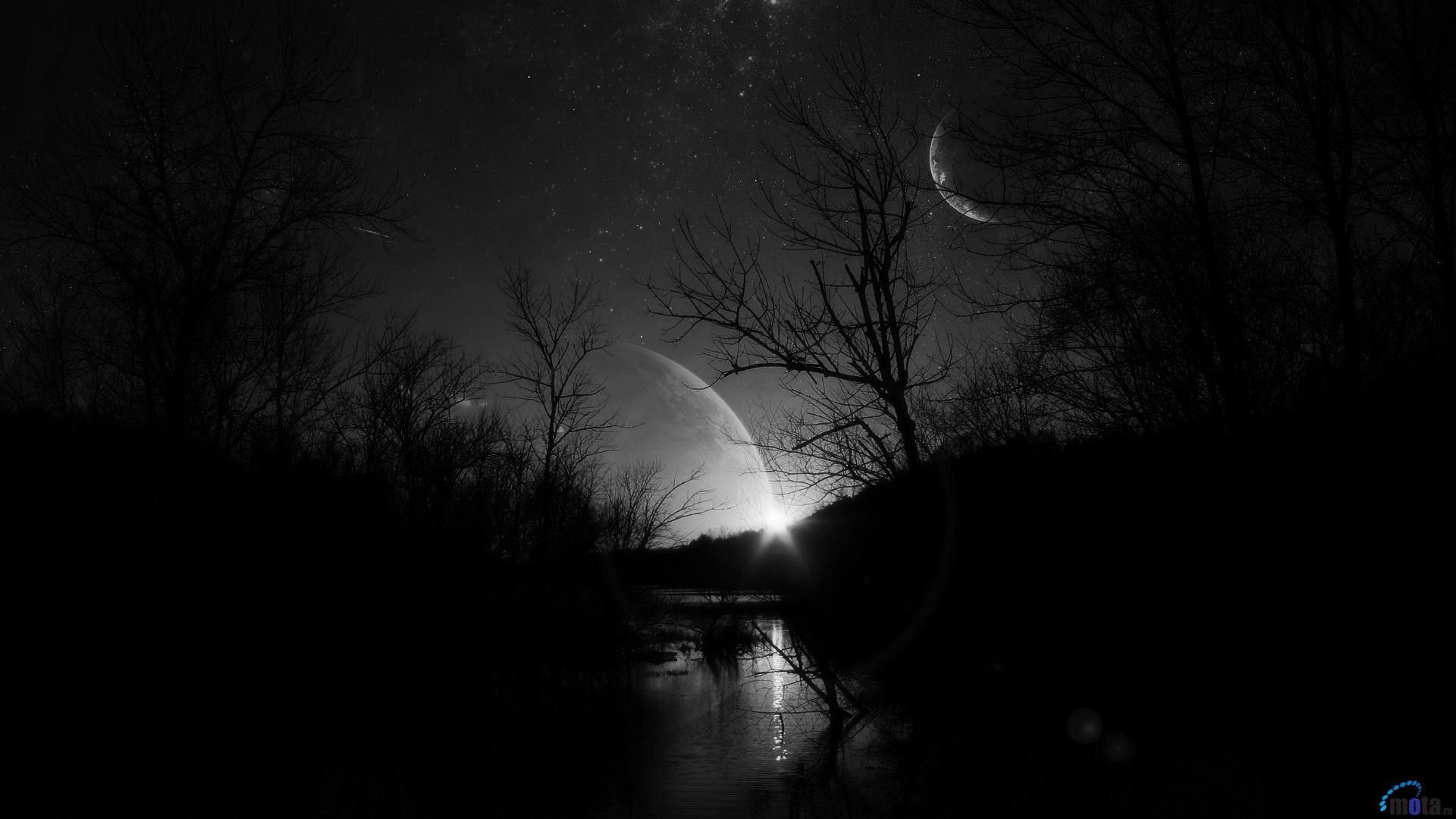 dark high resolution desktop backgrounds tree plant bare 2k