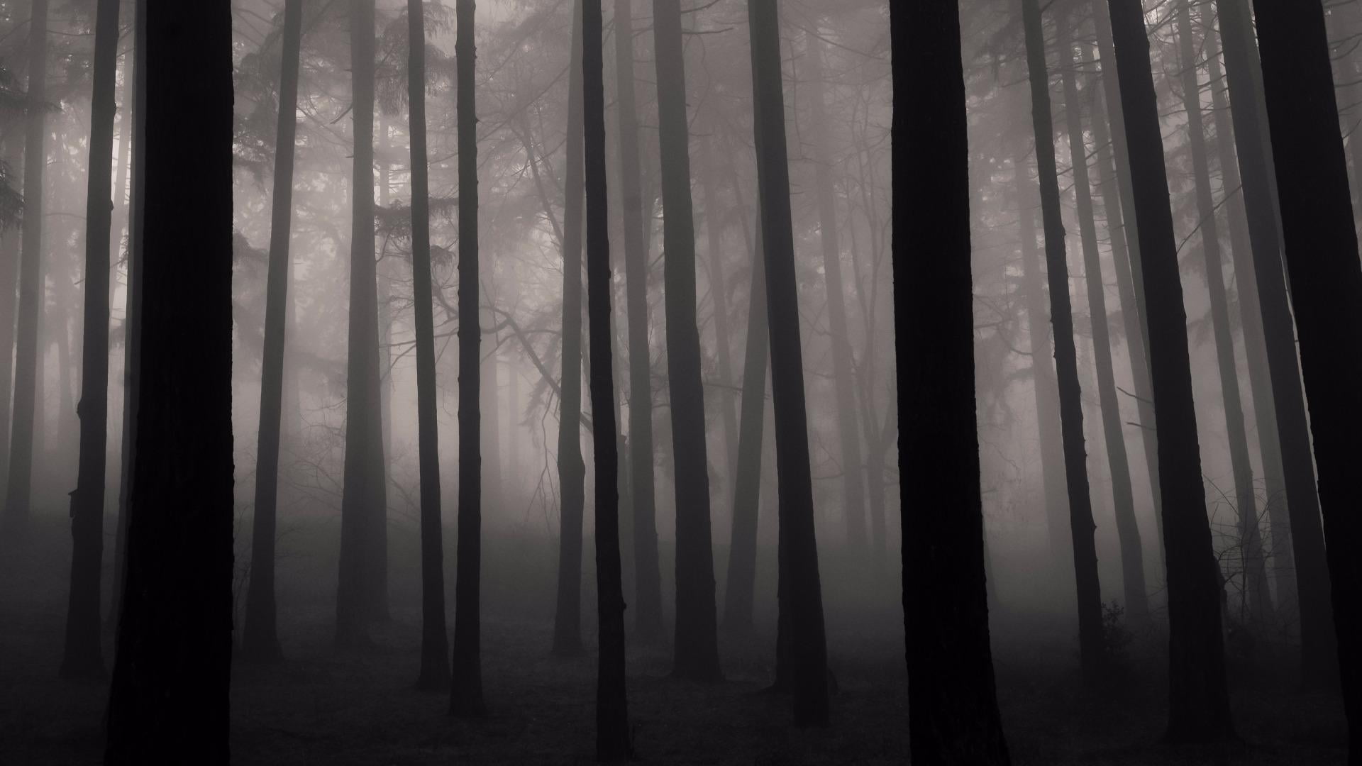 fog forest nature twilight misty cool black and white 2k