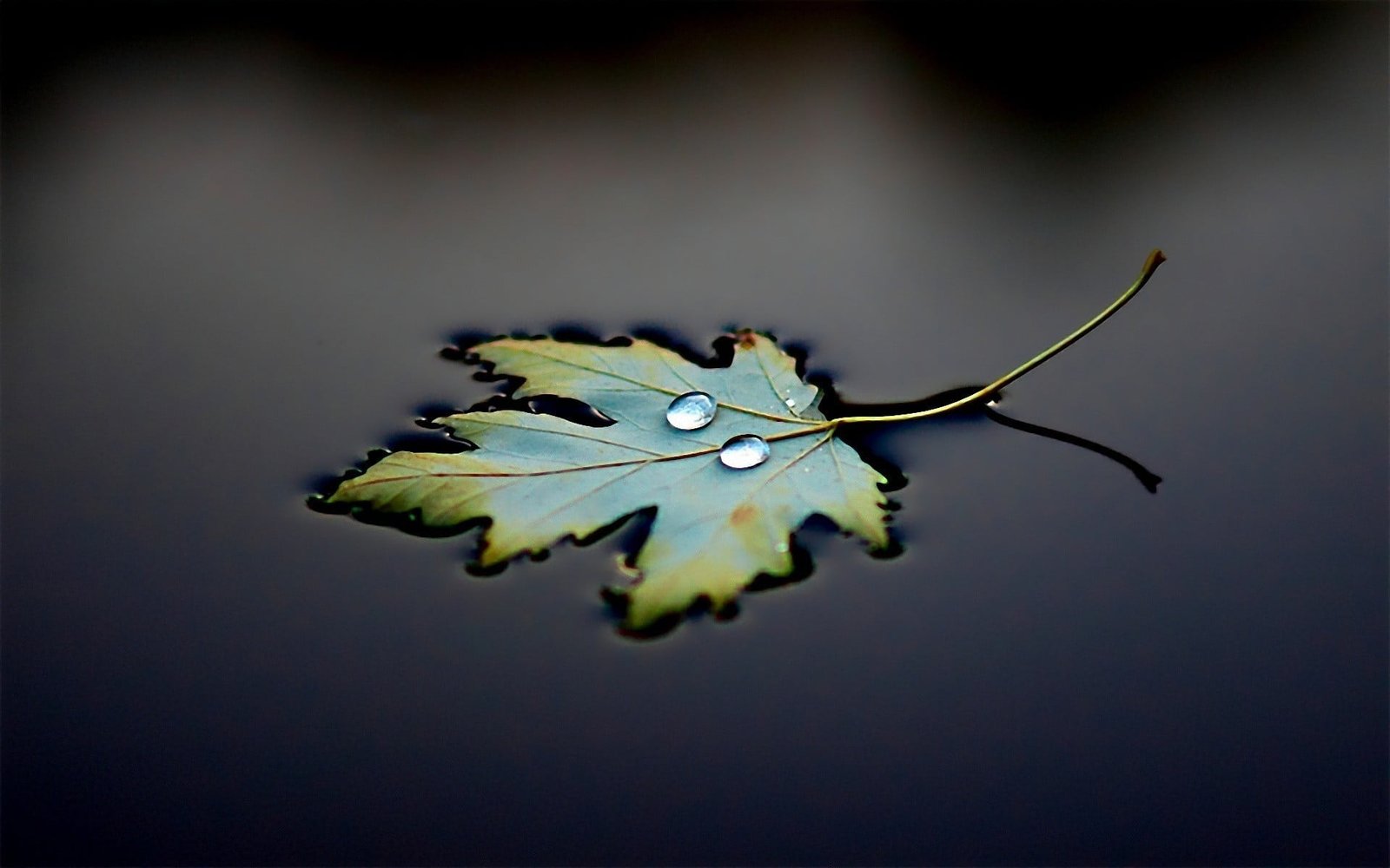 green leaf maple water drops leaves macro photography 2k