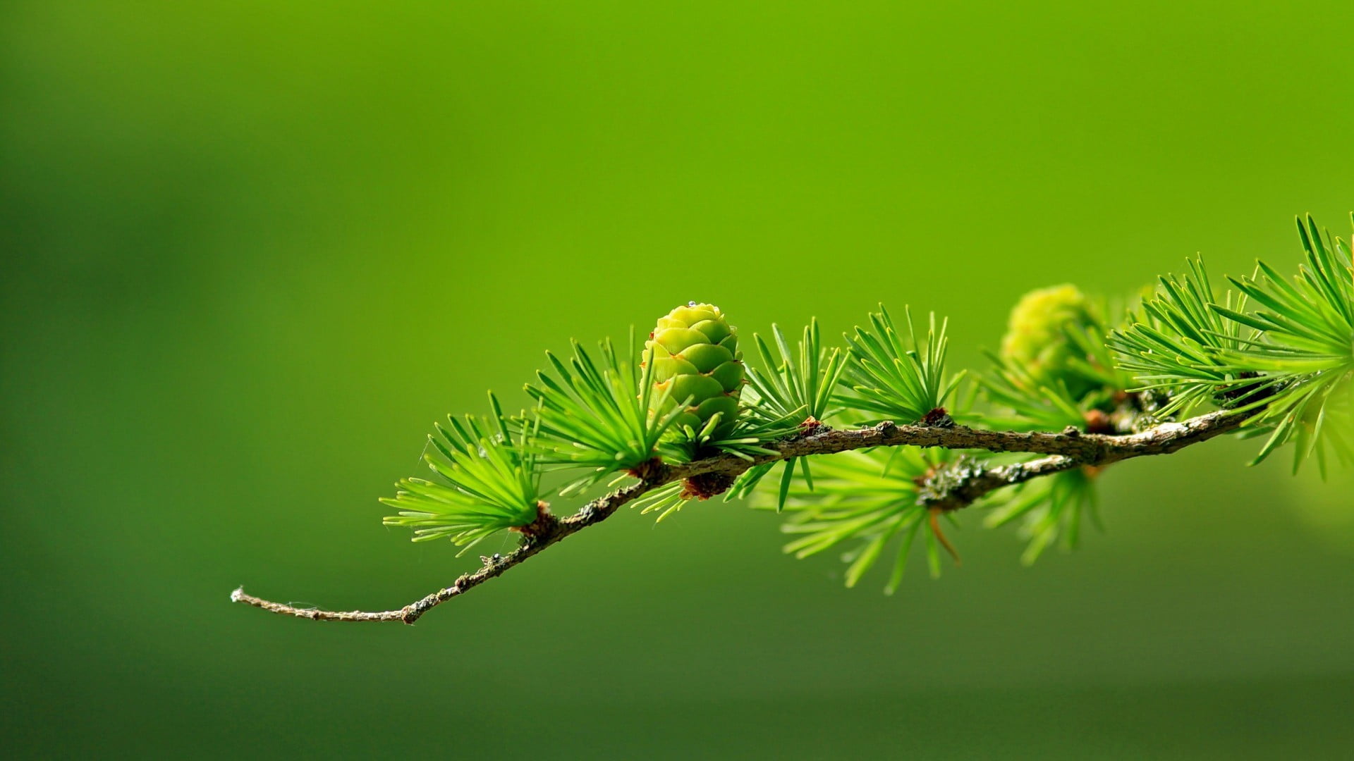 green leafed plant conifer cones macro blurred photography 2k