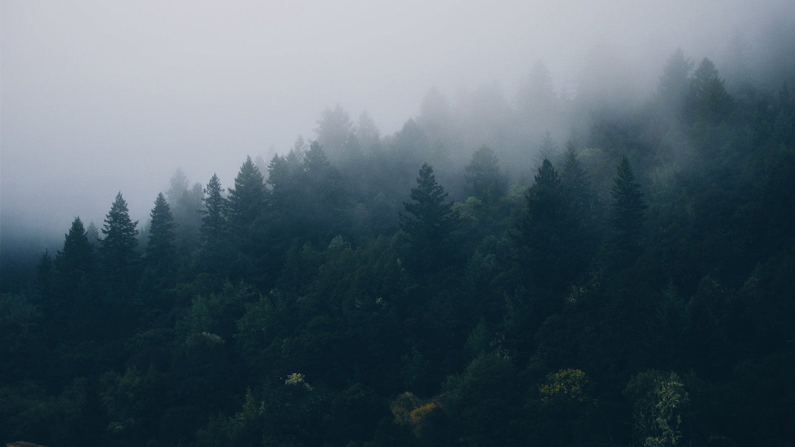 green leafed trees mist forest nature beauty in plant 2k