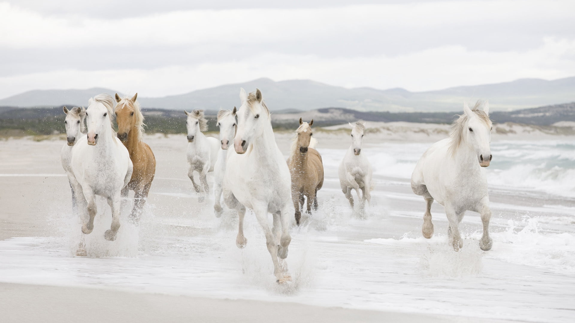 herd of white and brown horse running painting water beach 2k