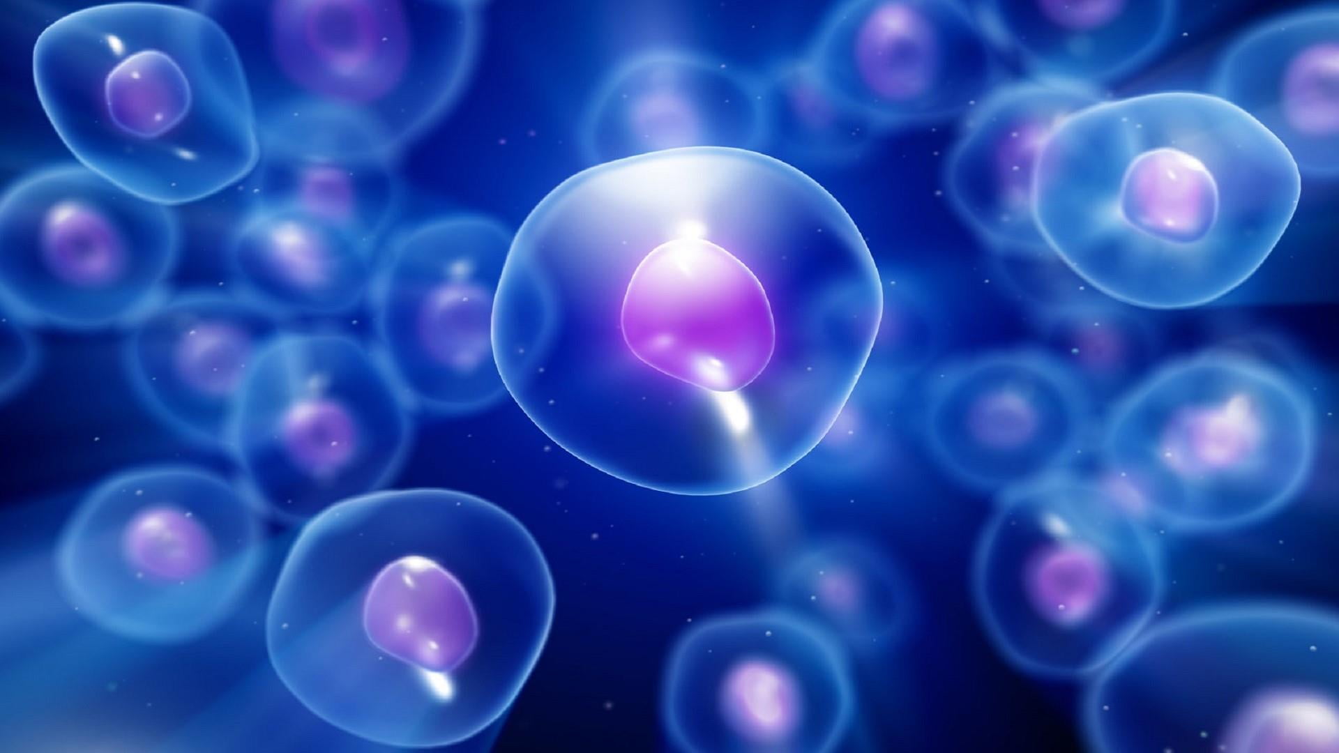 human cells kidney life nature body science shape magnification 2k