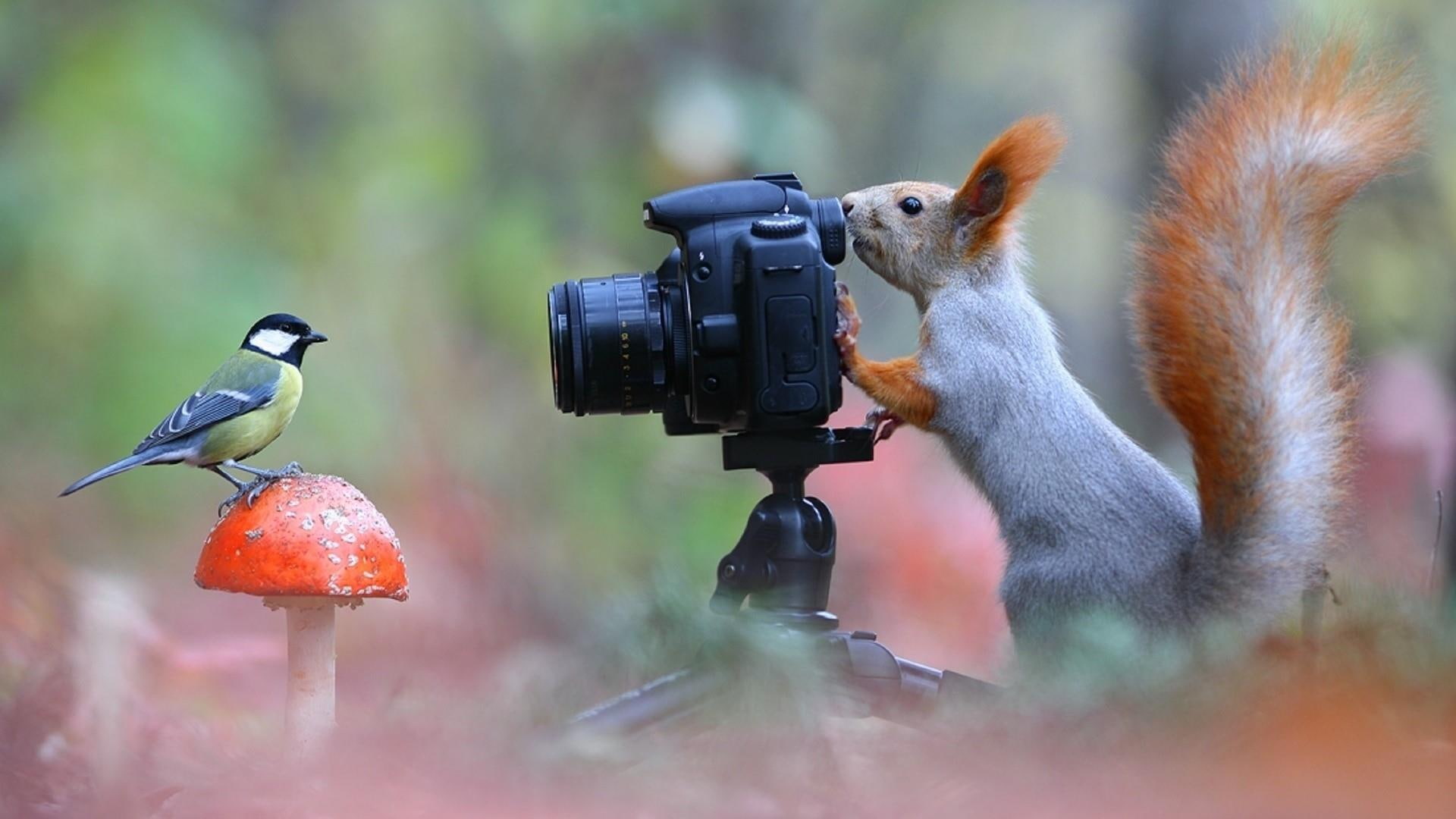 funny squirrel bird photo mushroom animals 2k
