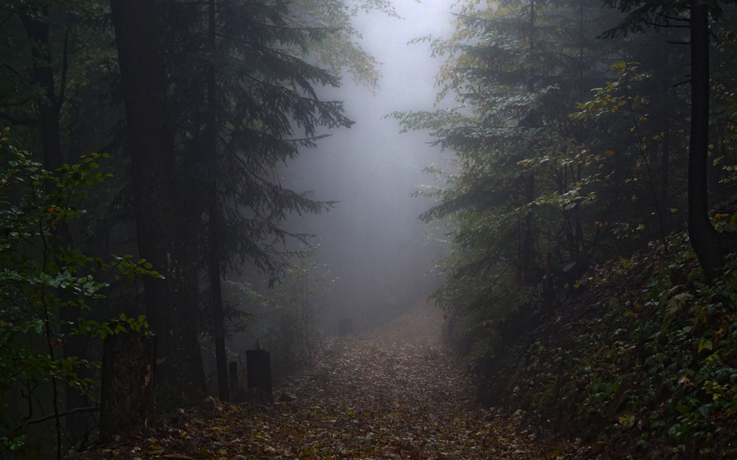 green leafed trees landscape nature mist morning fall path 2k
