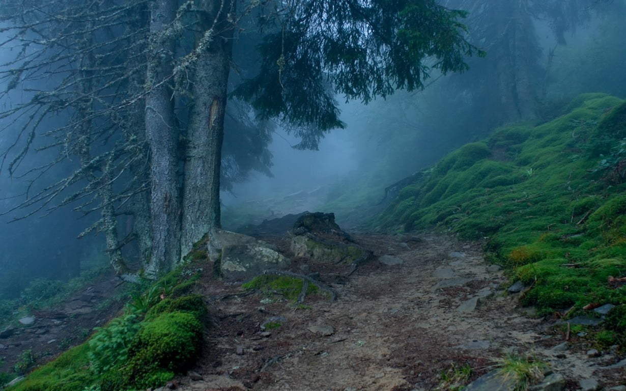 green leafed trees nature landscape mist path forest grass