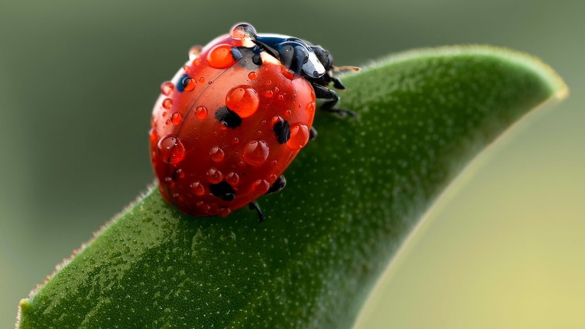 ladybug insect nature ladybugs macro red close up green color 2k