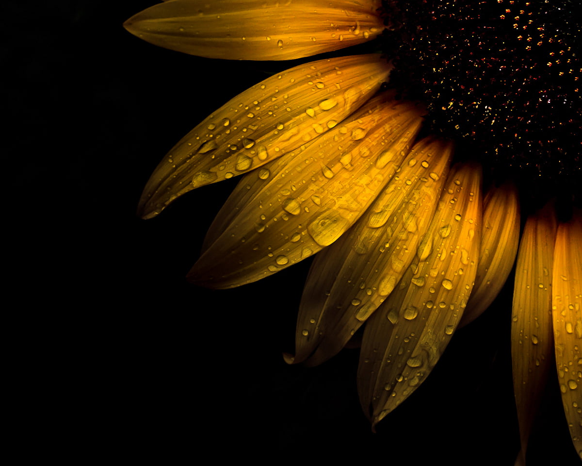 macro photo of water dew on sunflower Backyard Flowers