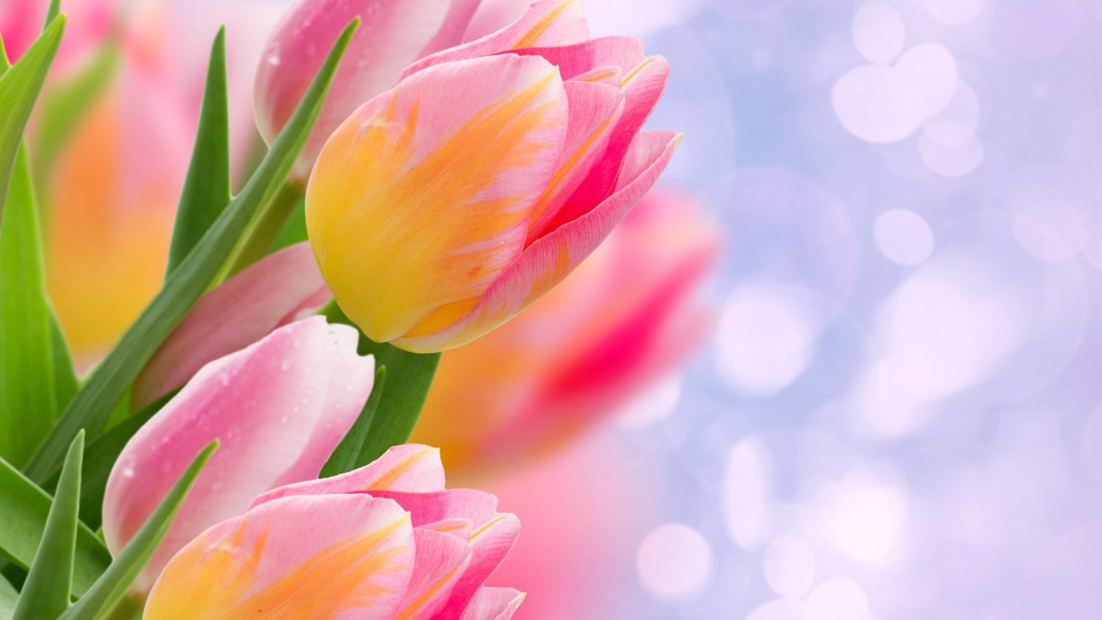 tulip bouquet spring flower blossom plant floral tulips 2k
