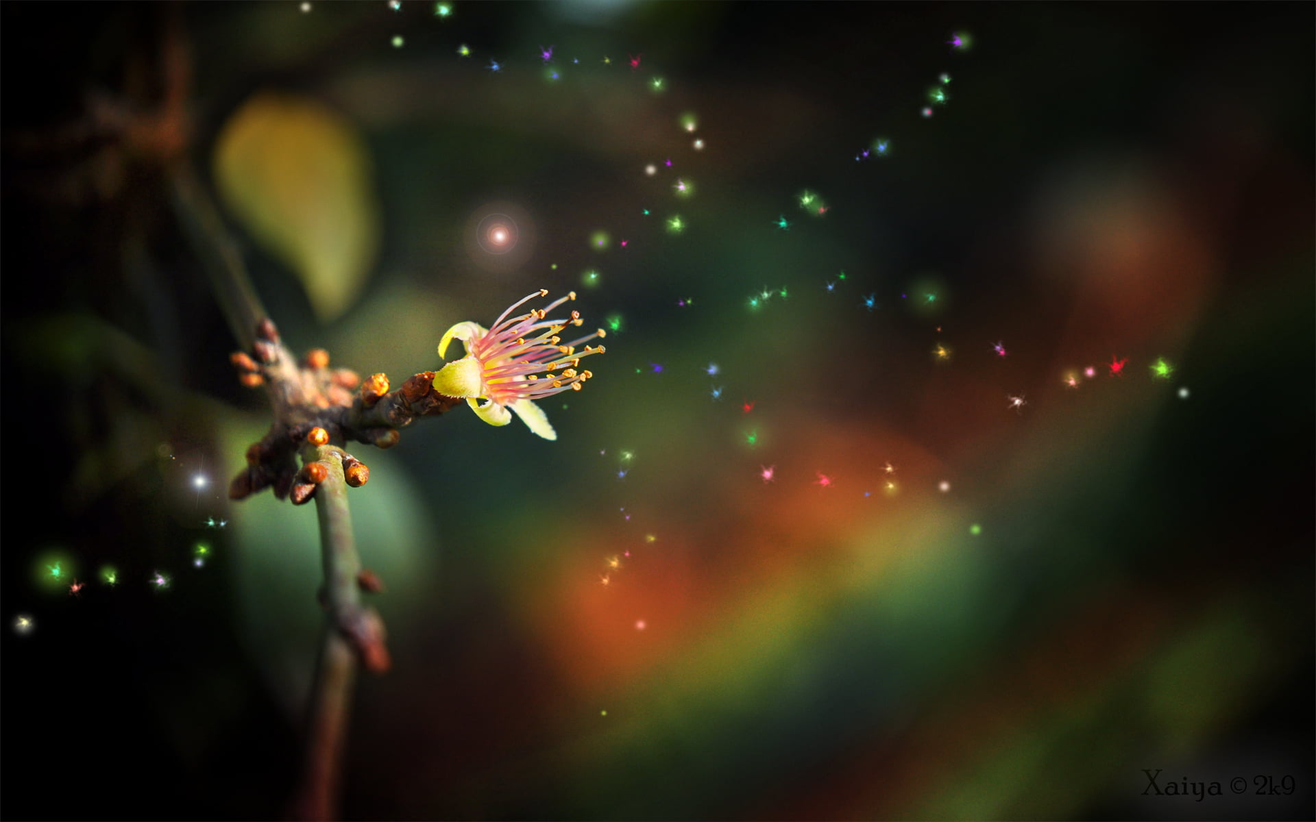 pink and yellow petaled flower selective focus photography of white cluster 2k