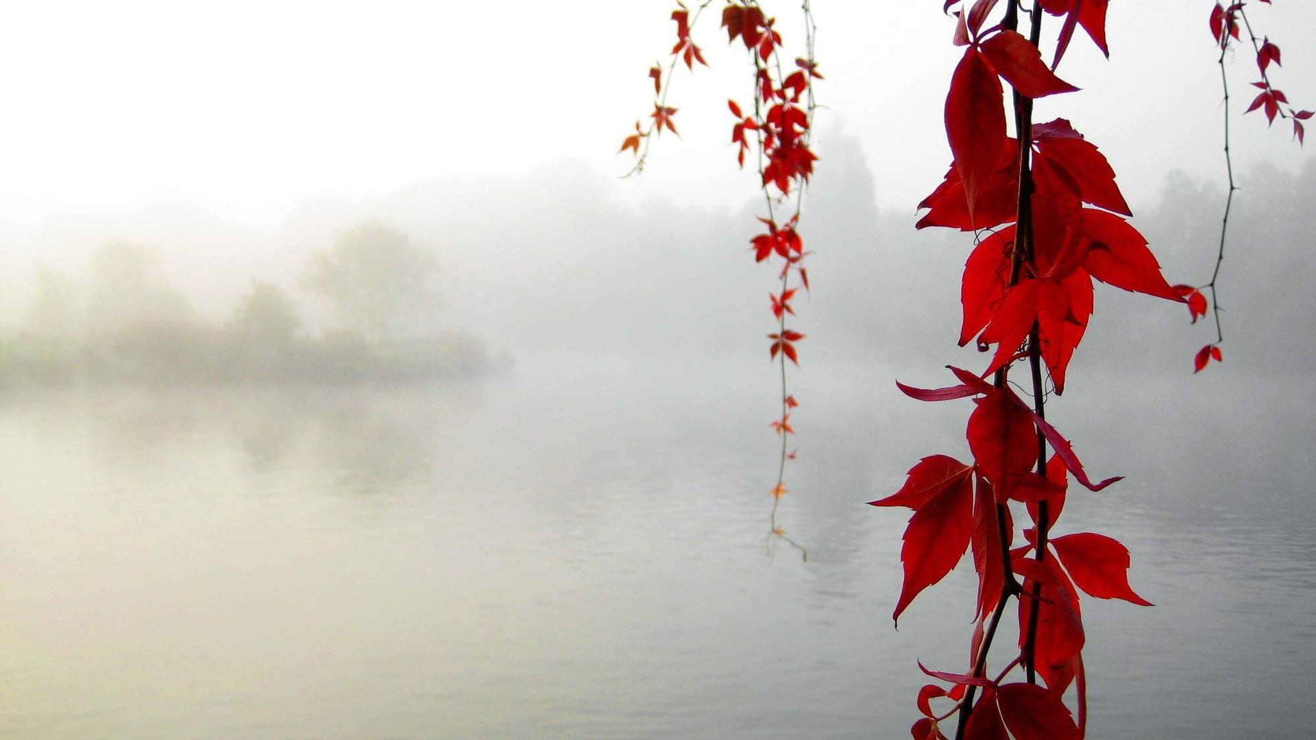 red flowers leaf tree water leaves mist nature fall 2k