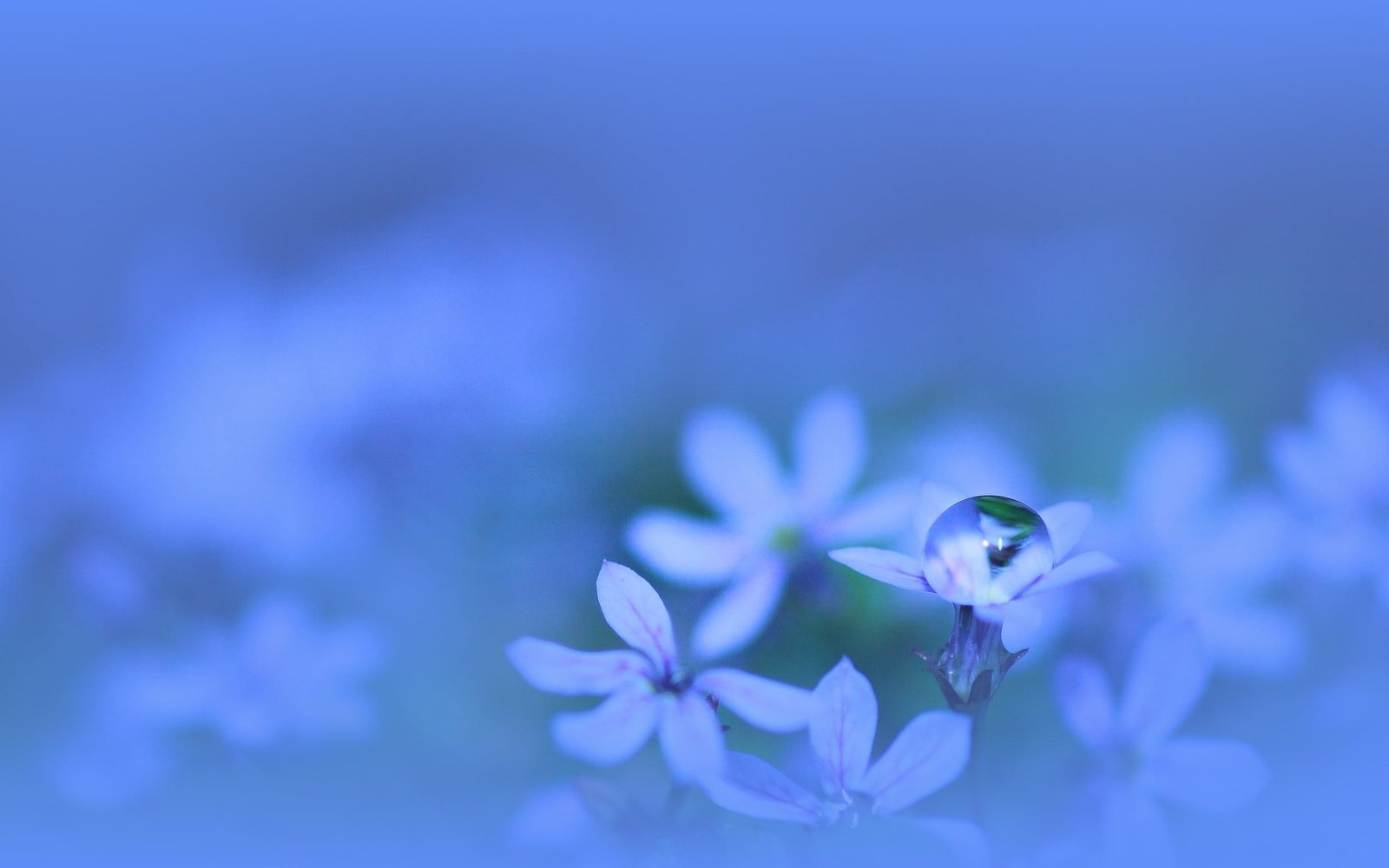 white flowering plant nature flowers macro water drops plants 2k