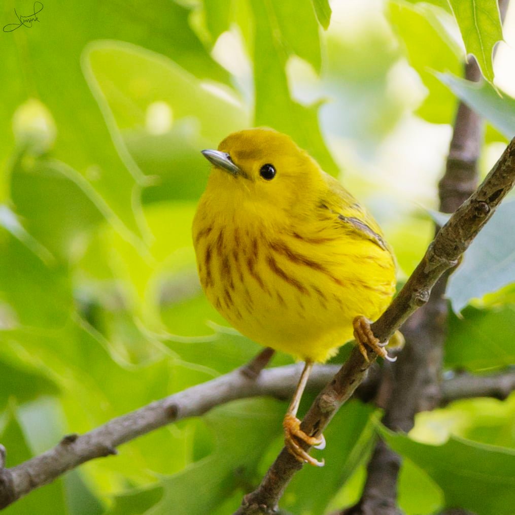 yellow bird on tree branch during daytime warbler