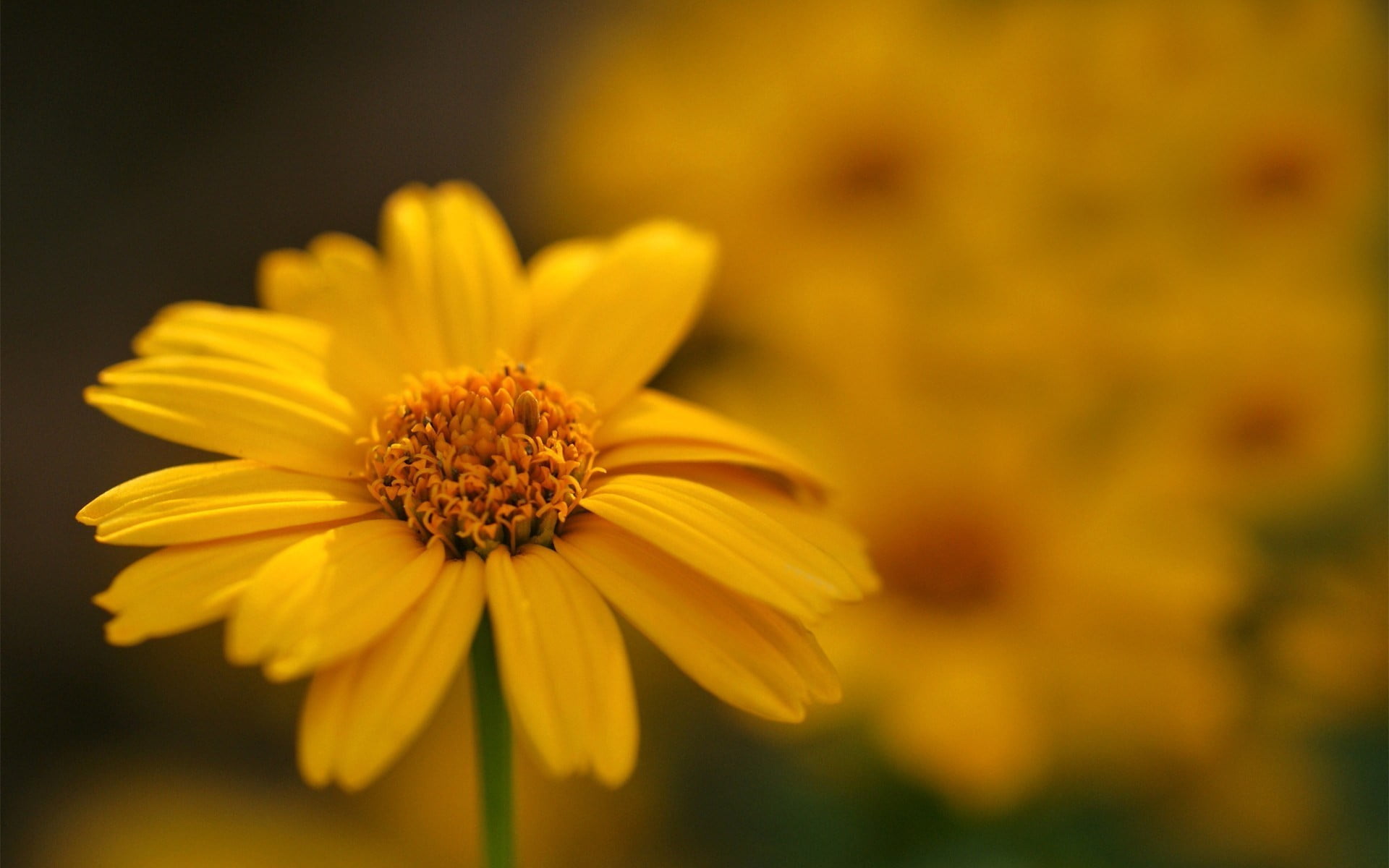 yellow petaled flower flowers macro nature blurred plants 2k