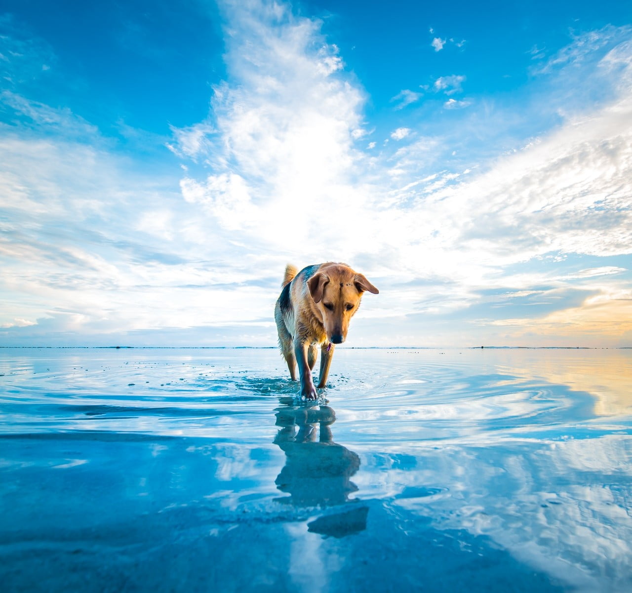 adult brown and black German shepherd walking on water close up photography
