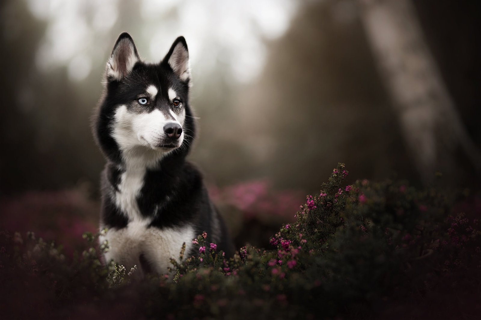 adult white and black Siberian husky Husky puppy in tilt shift photography 2k
