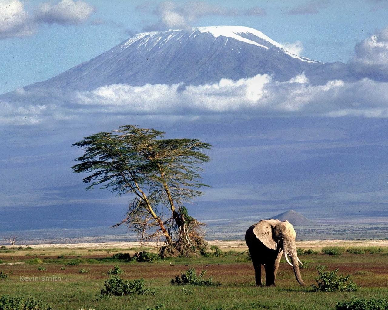Africa Mount Kilimanjaro elephant animals nature landscape