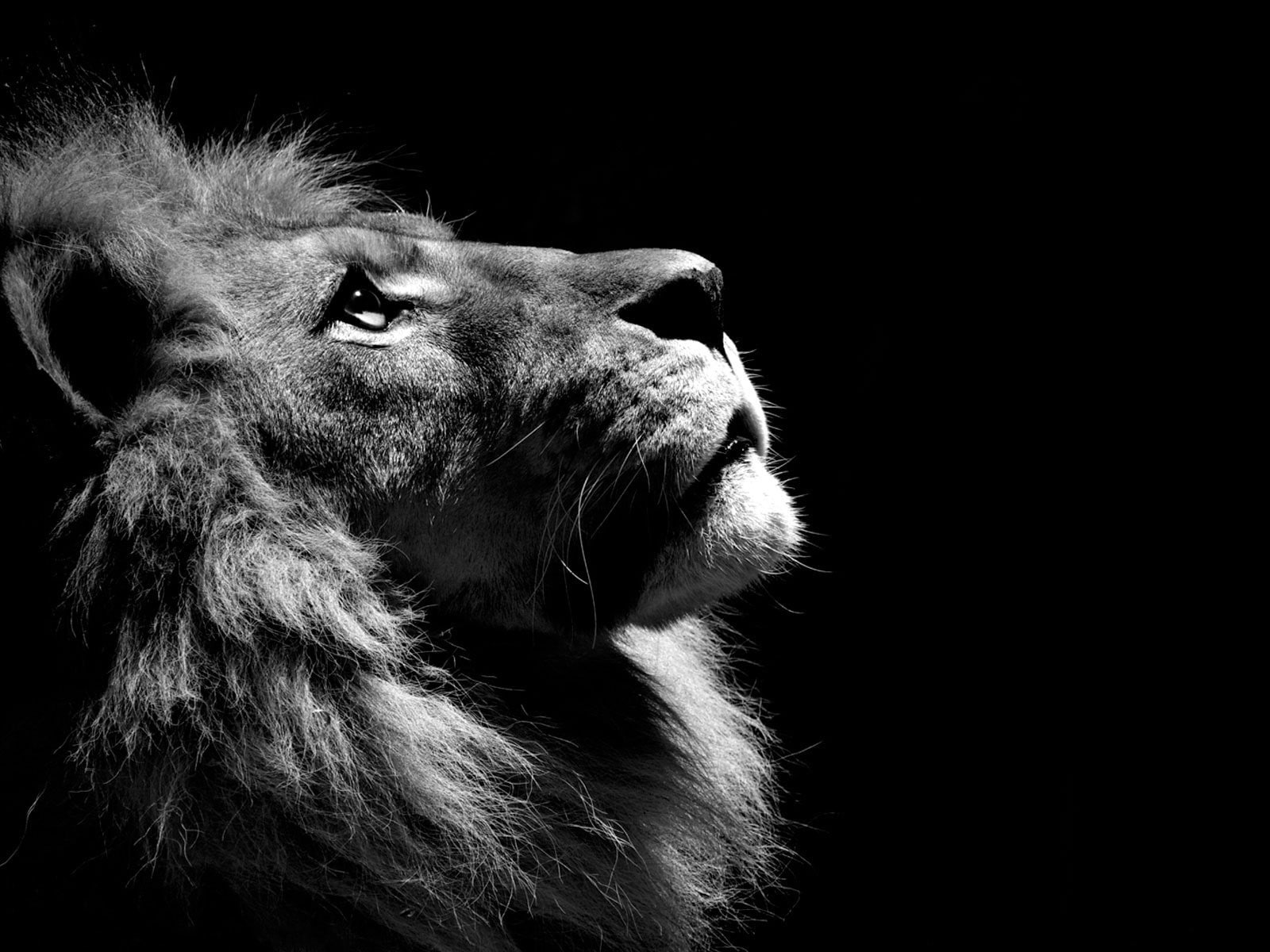 Animal Lion Black And White Photography Dark Background 2k