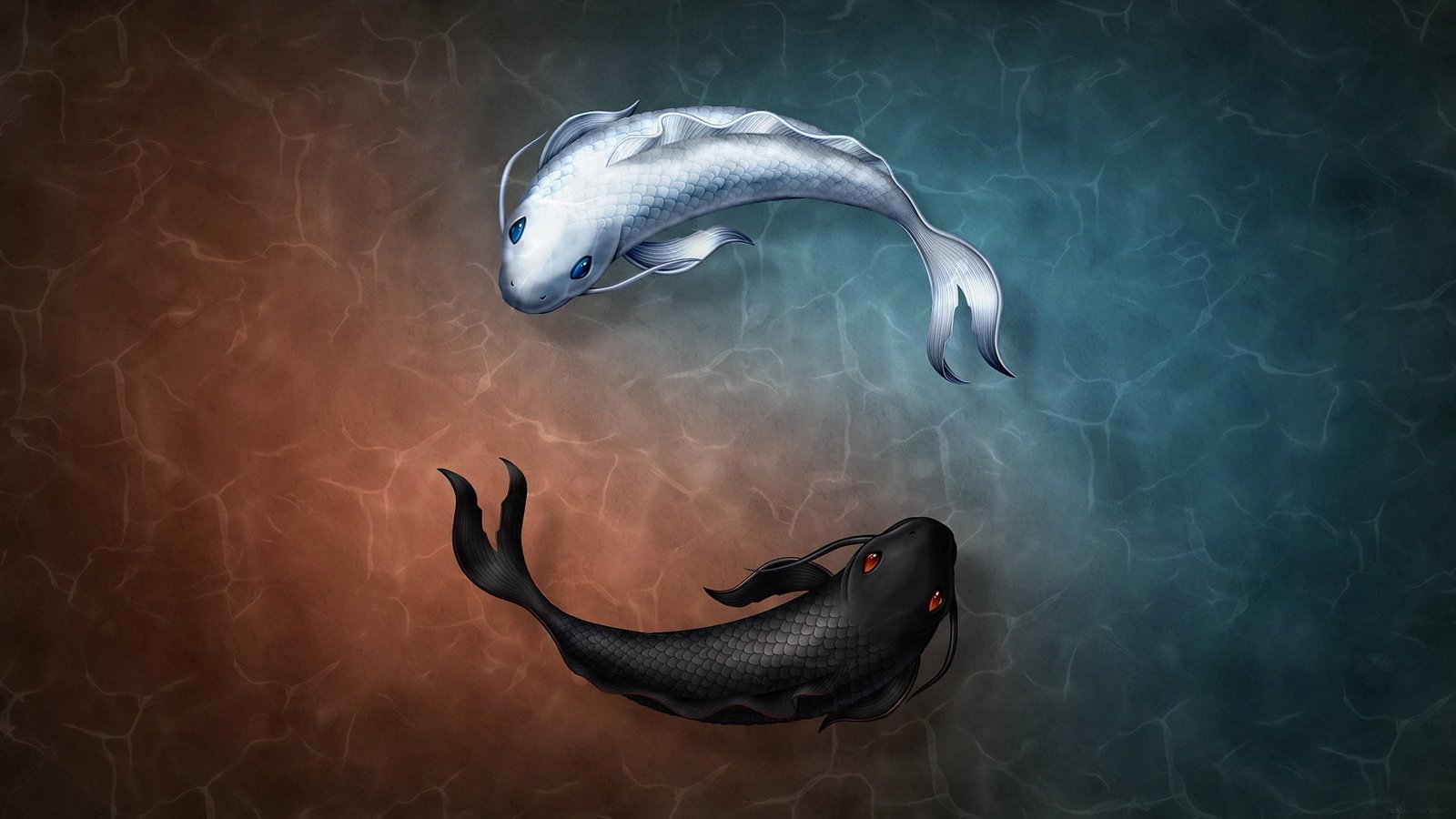 black and white coy fishes illustration two coi swimming on water animation 2k