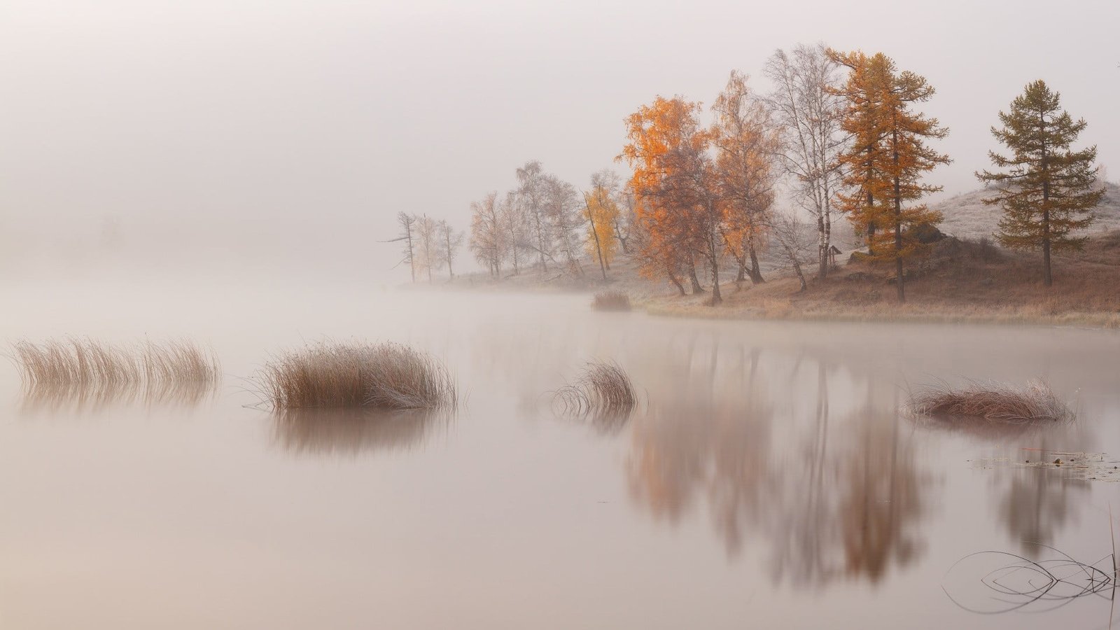 body of water beside trees nature landscape lake mist morning 2k