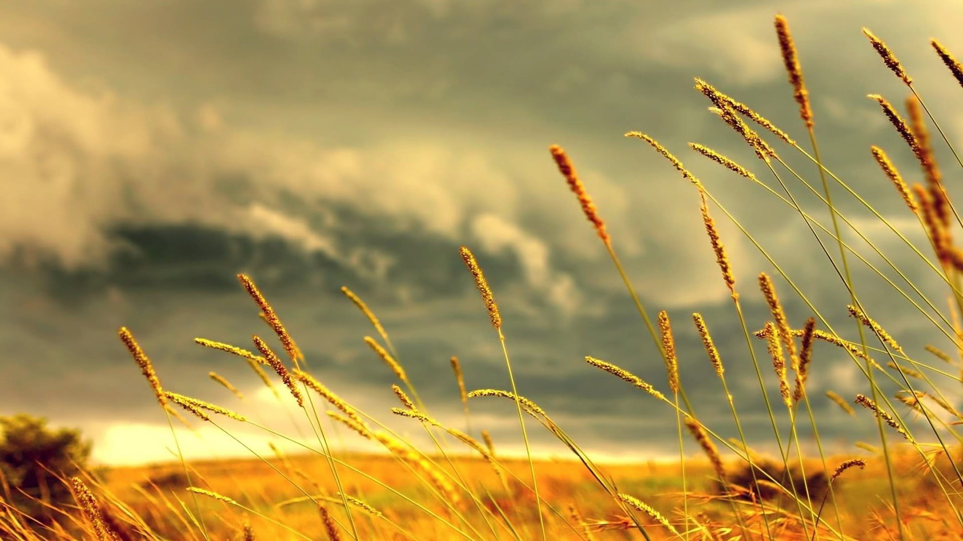 brown grass wheat field with clouds background nature plants 2k