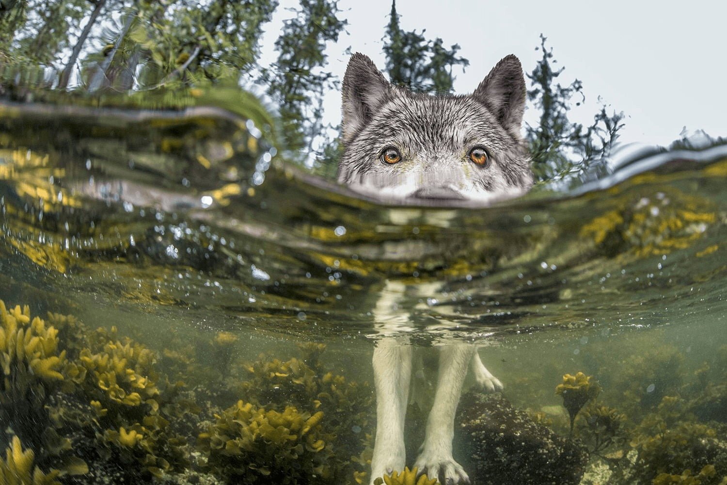 adult white and gray Siberian husky wolf nature water lake 2k