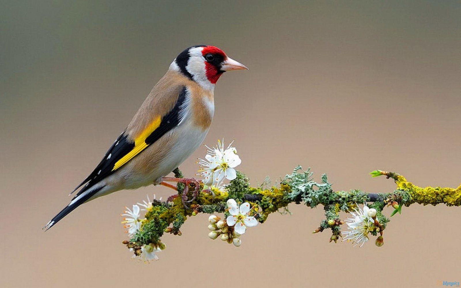 Colorful Bird On Flowering Branch birds animals tree branch 2k