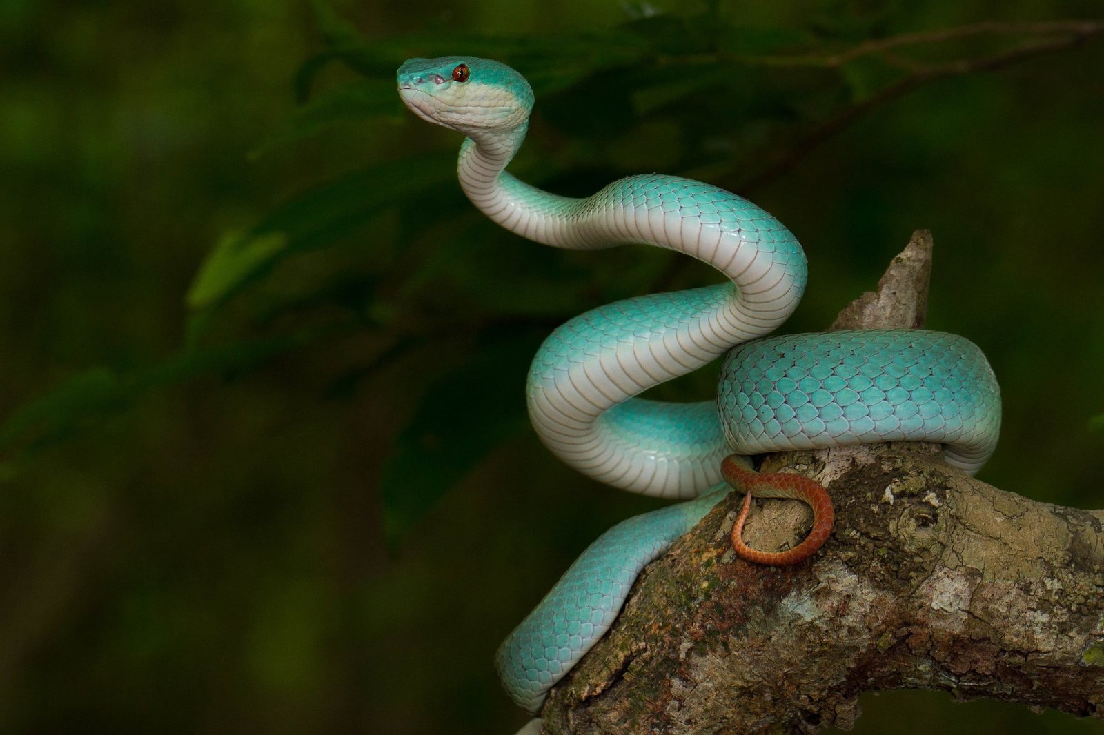 animals nature snake reptiles 2k