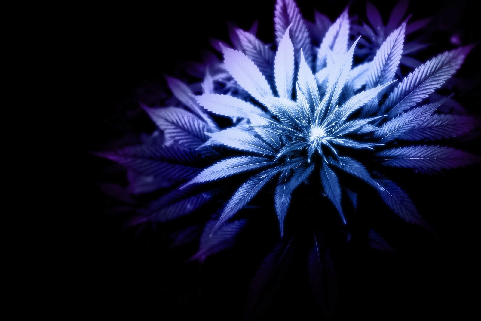 Purple Weed petal nature flower and landscapes 2k
