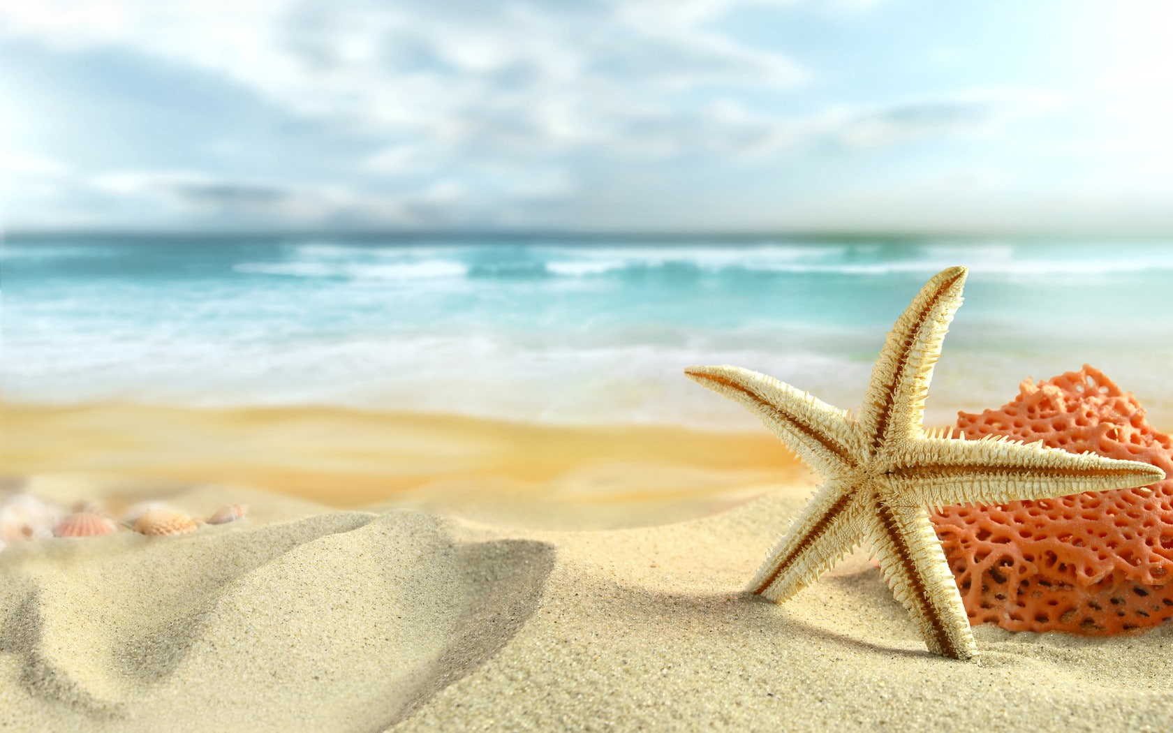Starfish Beach Sand HD white starfish nature 2k