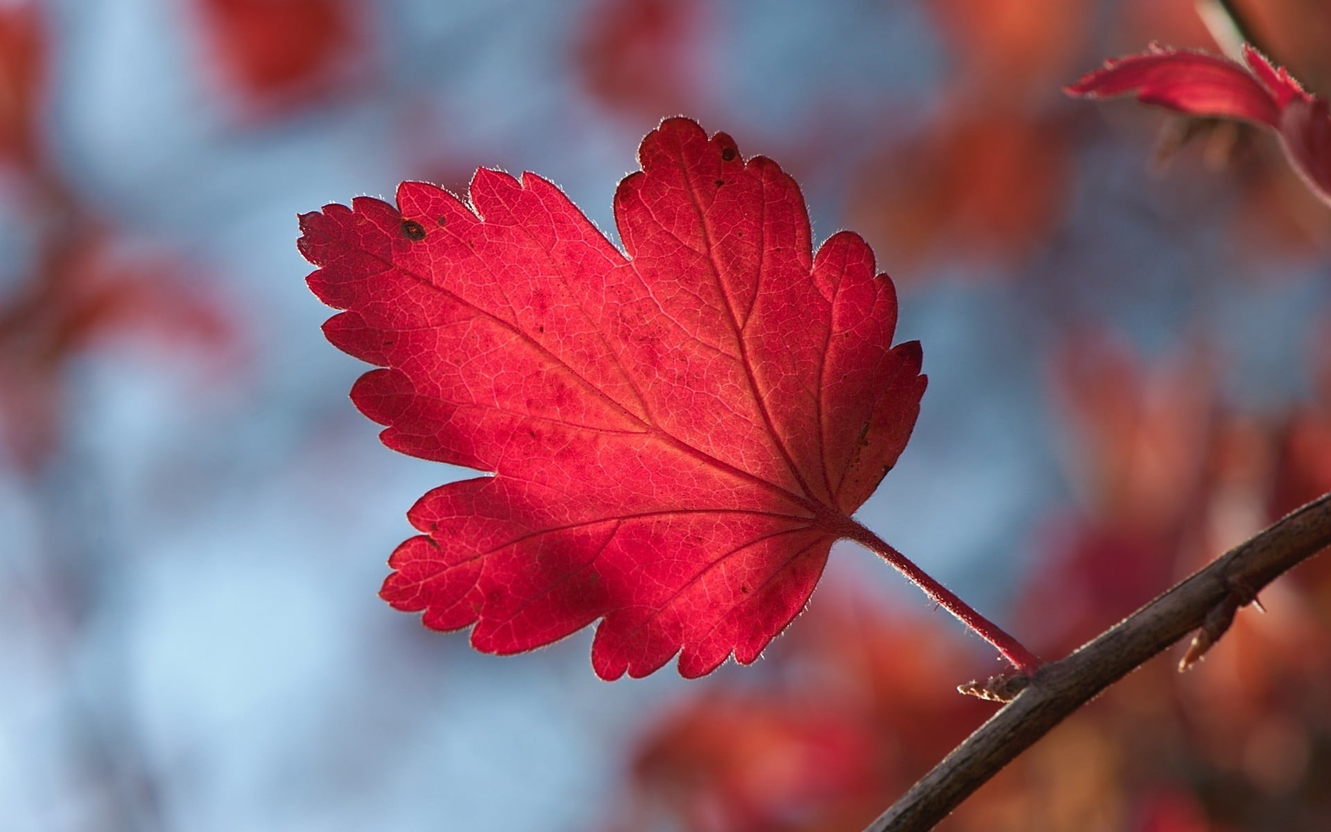 red maple leaf nature leaves fall macro plants autumn tree 2k