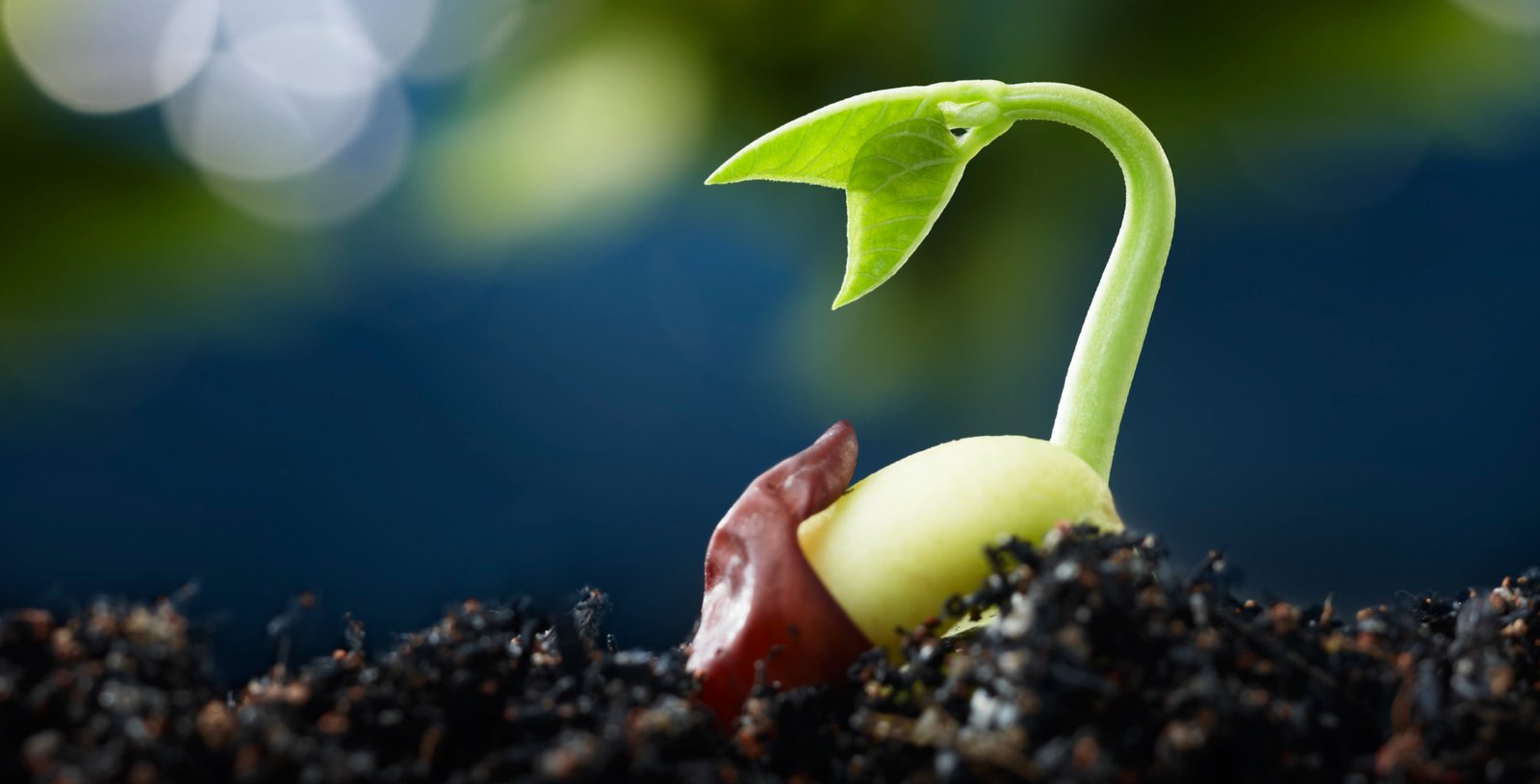 selective focus photography of fresh seedling growth organic Farmers 2k