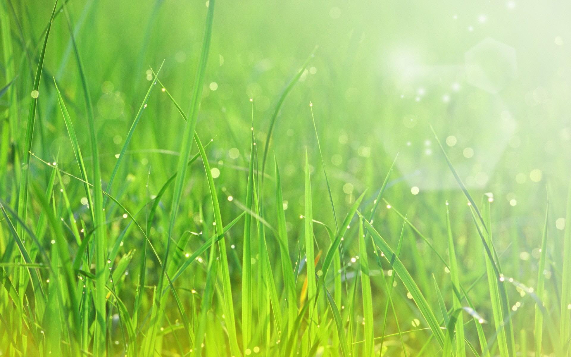Beautiful Sparkling Green Grass nature and abstract 2k