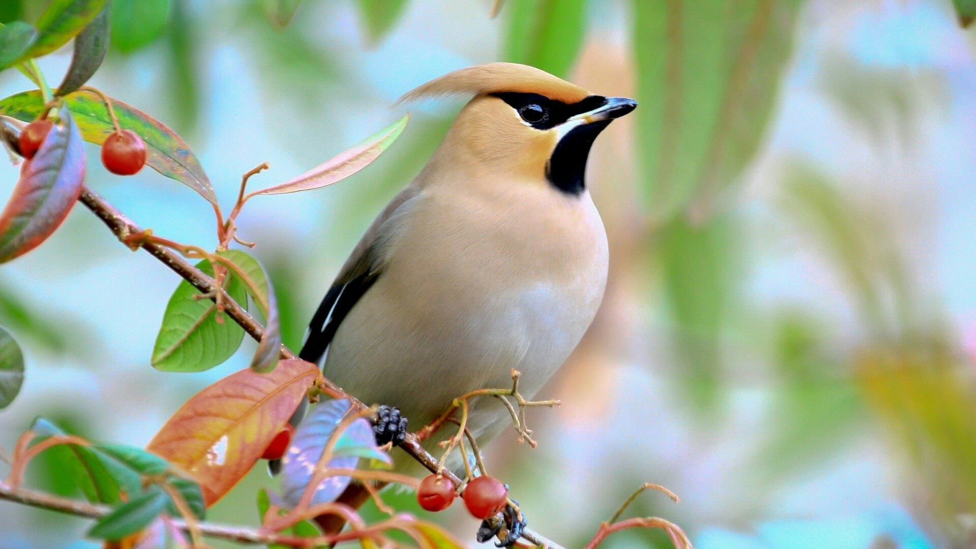 bird lovely beautiful nature berries 2k