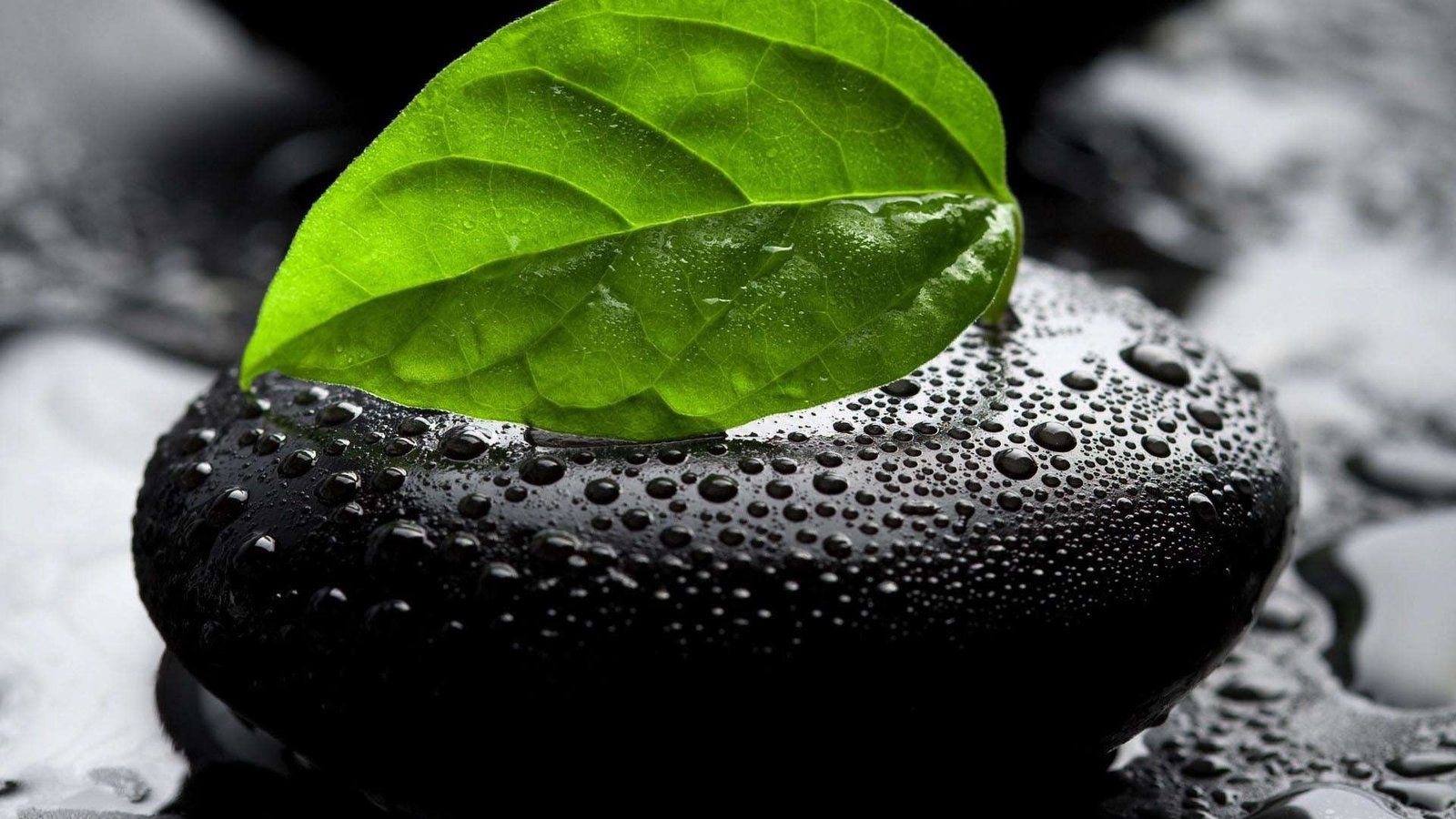 stone with dew and green leaf photo of on 2k