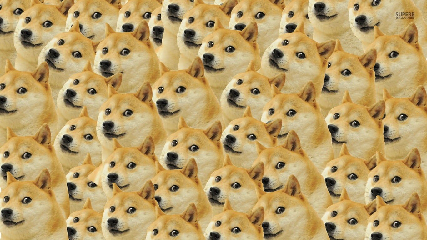 tan akita dog doge memes face full frame large group of objects