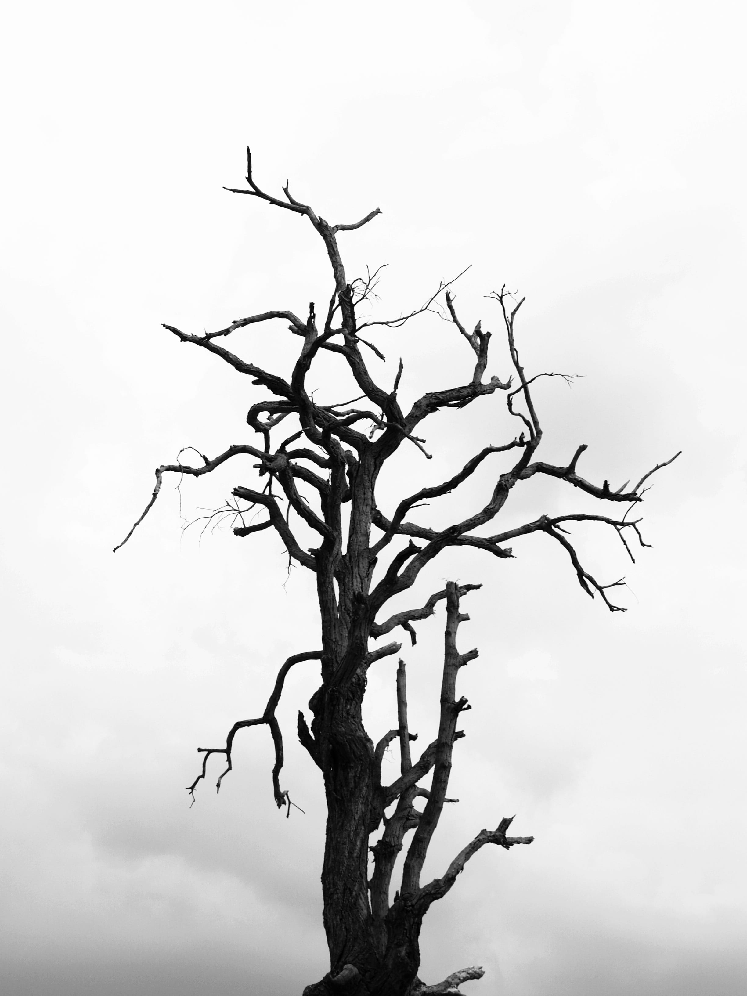 black and white nature cloudy dry branches 2k