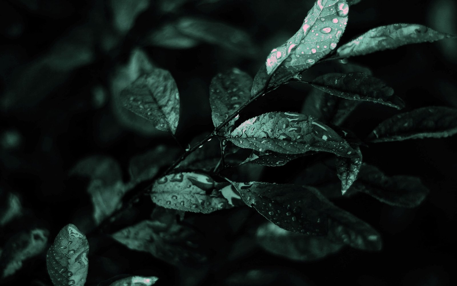 water droplets on green leaves nature flowers drops 2k