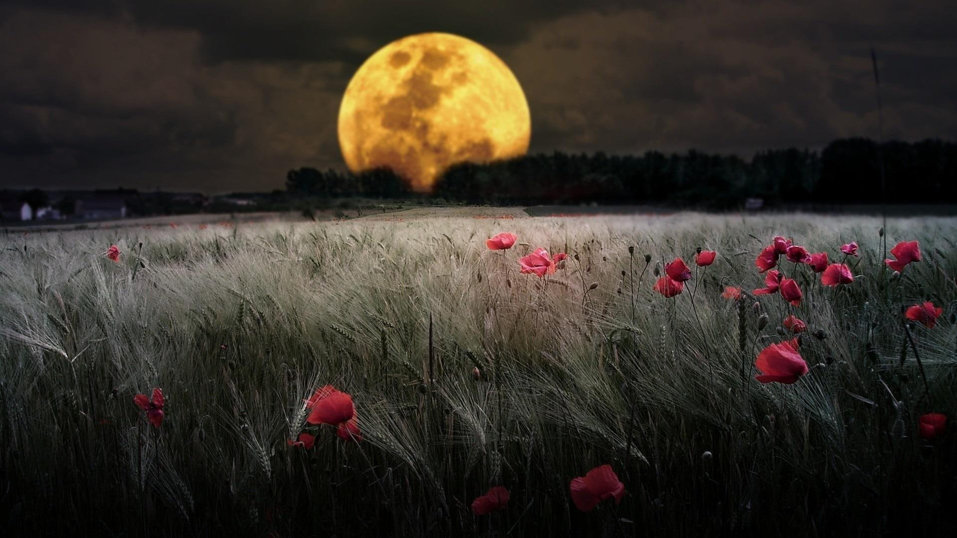 wheat field moonlight evening night darkness landscape 2k