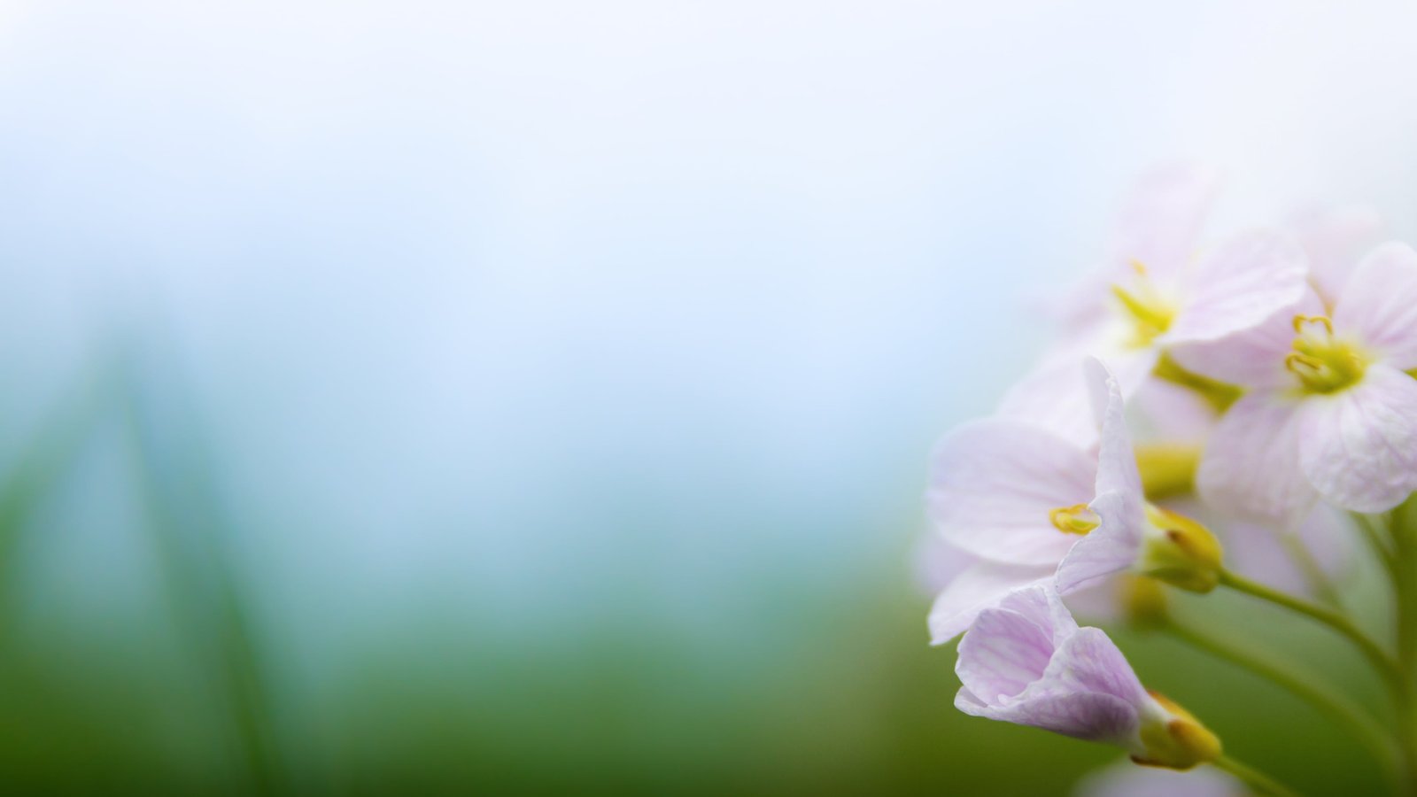 white and purple petaled flower in close up photography Spring 2k 4k