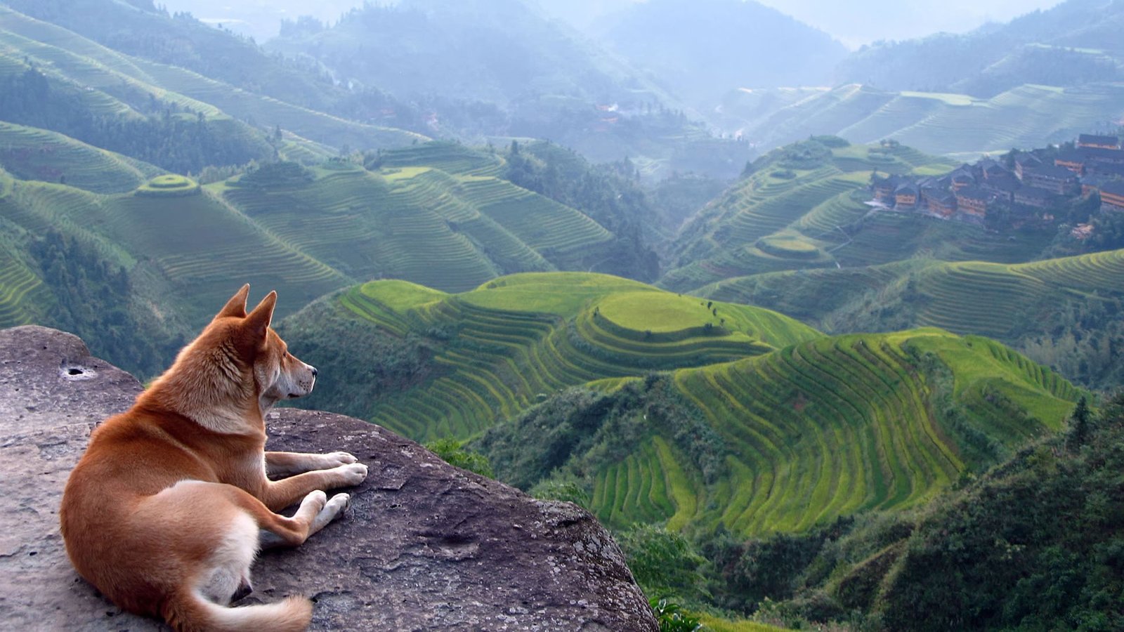 brown dog nature landscape terraces Shiba Inu animals field 2k