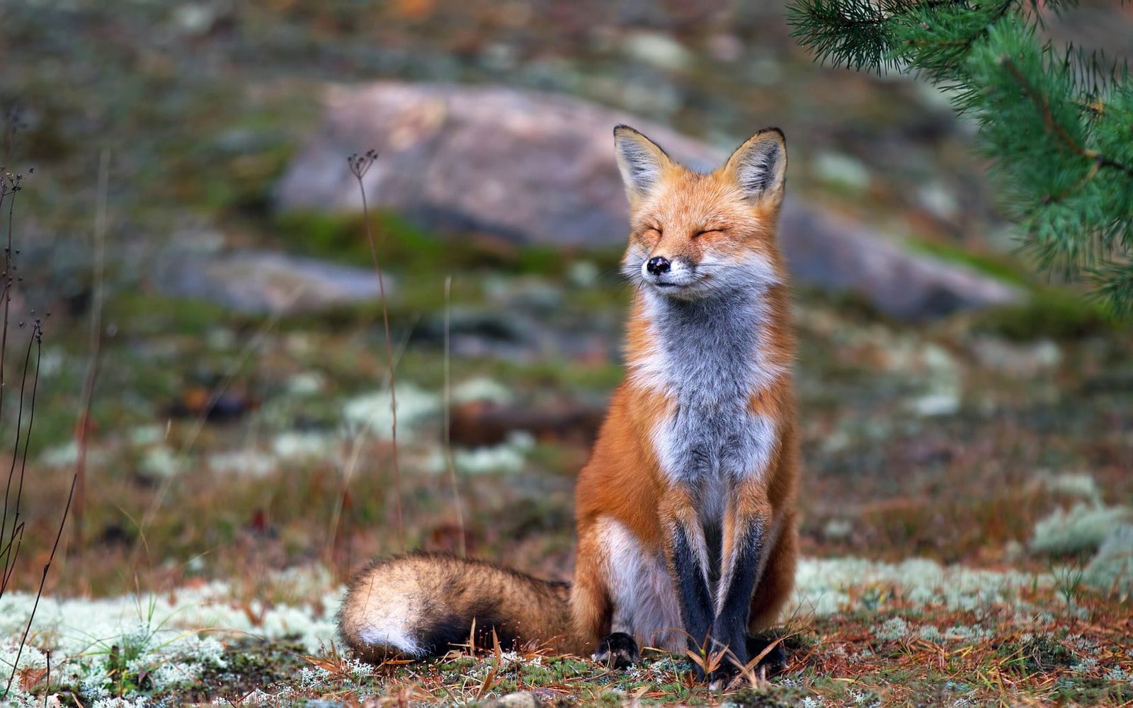 brown fox nature animals smiling animal themes one 2k