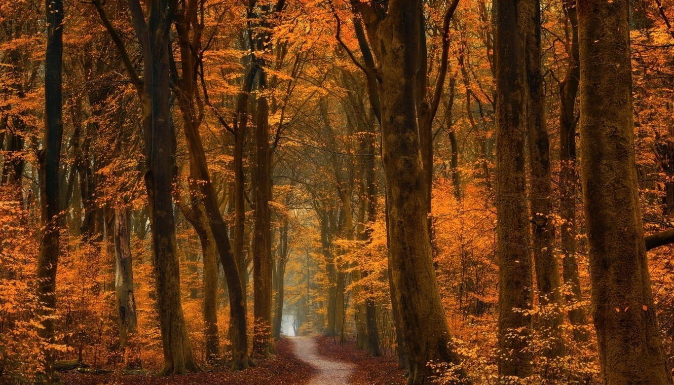 brown leafed tree dirt road between forest digital wallpaper