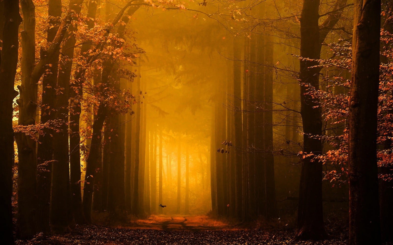 brown leafed trees pathway in the forest landscape nature 2k